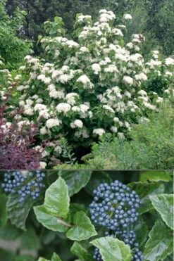 All That Glows Arrowwood Viburnum - 2 Gallon Pot 11 All That Glows Arrowwood Viburnum - 2 Gallon Pot -Garden Outdoor Plant Store Viburnum All That Glows 4