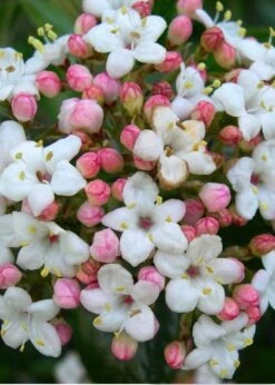 Burkwood Fragrant Viburnum - 3 Gallon Pot -Garden Outdoor Plant Store Viburnum Burkwood 11