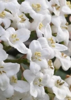 Burkwood Fragrant Viburnum - 3 Gallon Pot -Garden Outdoor Plant Store Viburnum Burkwood 2