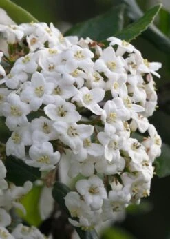 Burkwood Fragrant Viburnum - 3 Gallon Pot -Garden Outdoor Plant Store Viburnum Burkwood 3