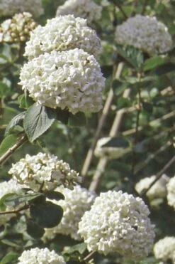 Pearlific Fragrant Snowball Viburnum Bush - 3 Gallon Pot 11 Pearlific Fragrant Snowball Viburnum Bush - 3 Gallon Pot -Garden Outdoor Plant Store Viburnum Carlecephalum Fragrant Snowball 500x750 1