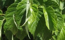 Chicago Luster Arrowwood Viburnum - 1 Gallon Pot 14 Chicago Luster Arrowwood Viburnum - 1 Gallon Pot -Garden Outdoor Plant Store Viburnum Chicago Luster 1