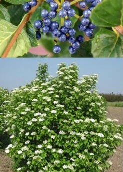 Chicago Luster Arrowwood Viburnum - 1 Gallon Pot 13 Chicago Luster Arrowwood Viburnum - 1 Gallon Pot -Garden Outdoor Plant Store Viburnum Chicago Luster 3