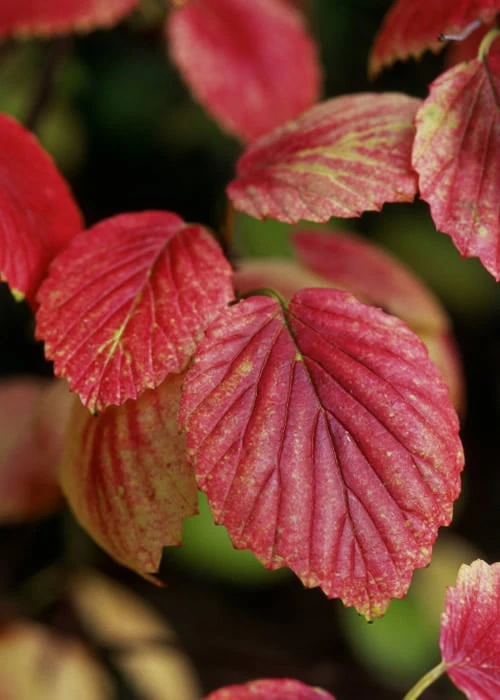 Chicago Luster Arrowwood Viburnum - 3 Gallon Pot 9 Chicago Luster Arrowwood Viburnum - 3 Gallon Pot - Image 7
