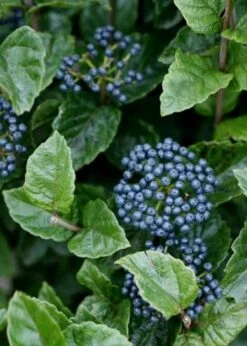 All That Glows Arrowwood Viburnum - 2 Gallon Pot 13 All That Glows Arrowwood Viburnum - 2 Gallon Pot -Garden Outdoor Plant Store Viburnum Chicago Luster 5 1