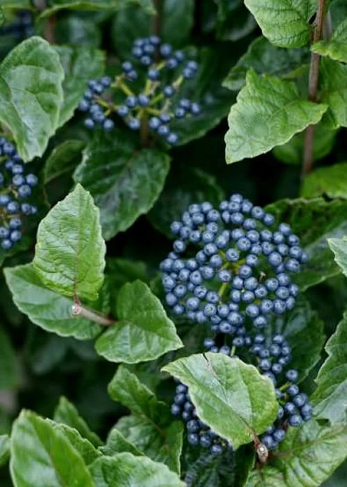 Chicago Luster Arrowwood Viburnum - 3 Gallon Pot 3 Chicago Luster Arrowwood Viburnum - 3 Gallon Pot