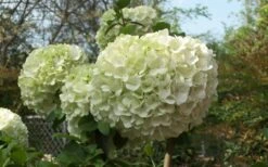 Chinese Snowball Viburnum Bush - 7 Gallon Pot (2-3') 14 Chinese Snowball Viburnum Bush - 7 Gallon Pot (2-3') -Garden Outdoor Plant Store Viburnum Chinese Snowball Bloom Green 1