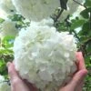 Chinese Snowball Viburnum Bush - 7 Gallon Pot (2-3') 2 Chinese Snowball Viburnum Bush - 7 Gallon Pot (2-3') -Garden Outdoor Plant Store Viburnum Chinese Snowball Rev 500x750 2