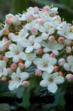 Dwarf Evergreen Snowball Viburnum 'Conoy' - 3 Gallon Pot -Garden Outdoor Plant Store Viburnum Conoy 6