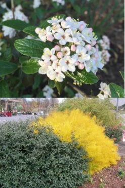 Dwarf Evergreen Snowball Viburnum 'Conoy' - 3 Gallon Pot -Garden Outdoor Plant Store Viburnum Conoy 7