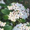 Dwarf Evergreen Snowball Viburnum 'Conoy' - 3 Gallon Pot 2 Dwarf Evergreen Snowball Viburnum 'Conoy' - 3 Gallon Pot -Garden Outdoor Plant Store Viburnum Conoy 8
