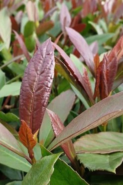 Coppertop Sweet Viburnum - 2 Gallon Pot -Garden Outdoor Plant Store Viburnum Coppertop 3 1