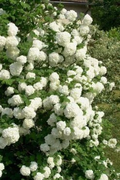 European Snowball Viburnum Bush - 3 Gallon Pot 10 European Snowball Viburnum Bush - 3 Gallon Pot -Garden Outdoor Plant Store Viburnum European Snowball 1