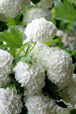 European Snowball Viburnum Bush - 3 Gallon Pot 11 European Snowball Viburnum Bush - 3 Gallon Pot -Garden Outdoor Plant Store Viburnum European Snowball 5