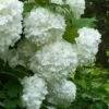 European Snowball Viburnum Bush - 3 Gallon Pot -Garden Outdoor Plant Store Viburnum European Snowball 6