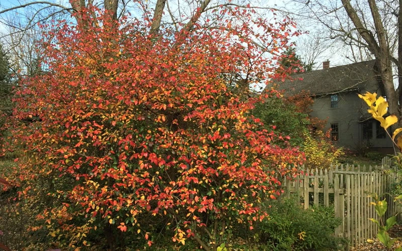 Fragrant Mohawk Viburnum Burkwoodi - 6 Pack Of 1 Gallon Pots 8 Fragrant Mohawk Viburnum Burkwoodi - 6 Pack Of 1 Gallon Pots - Image 6