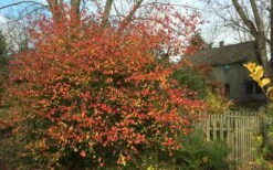 Fragrant Mohawk Viburnum Burkwoodi - 1 Gallon Pot -Garden Outdoor Plant Store Viburnum Mohawk 10