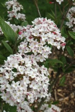 Fragrant Mohawk Viburnum Burkwoodi - 6 Pack Of 1 Gallon Pots 15 Fragrant Mohawk Viburnum Burkwoodi - 6 Pack Of 1 Gallon Pots -Garden Outdoor Plant Store Viburnum Mohawk 4 1