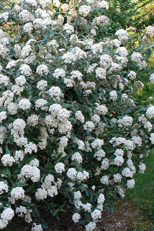 Fragrant Mohawk Viburnum Burkwoodi - 6 Pack Of 1 Gallon Pots 7 Fragrant Mohawk Viburnum Burkwoodi - 6 Pack Of 1 Gallon Pots - Image 5