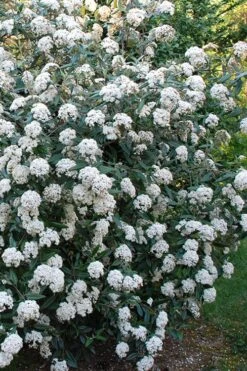 Fragrant Mohawk Viburnum Burkwoodi - 1 Gallon Pot -Garden Outdoor Plant Store Viburnum Mohawk 5