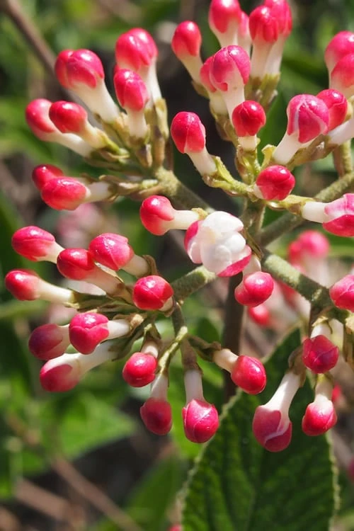 Fragrant Mohawk Viburnum Burkwoodi - 6 Pack Of 1 Gallon Pots 6 Fragrant Mohawk Viburnum Burkwoodi - 6 Pack Of 1 Gallon Pots - Image 4