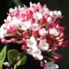 Fragrant Mohawk Viburnum Burkwoodi - 1 Gallon Pot 1 Fragrant Mohawk Viburnum Burkwoodi - 1 Gallon Pot -Garden Outdoor Plant Store Viburnum Mohawk 8