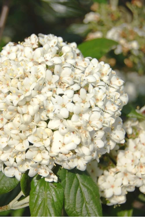 Pearlific Fragrant Snowball Viburnum Bush - 3 Gallon Pot 3 Pearlific Fragrant Snowball Viburnum Bush - 3 Gallon Pot