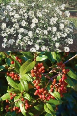 Pearlific Fragrant Snowball Viburnum Bush - 3 Gallon Pot 10 Pearlific Fragrant Snowball Viburnum Bush - 3 Gallon Pot -Garden Outdoor Plant Store Viburnum Pearlific 2