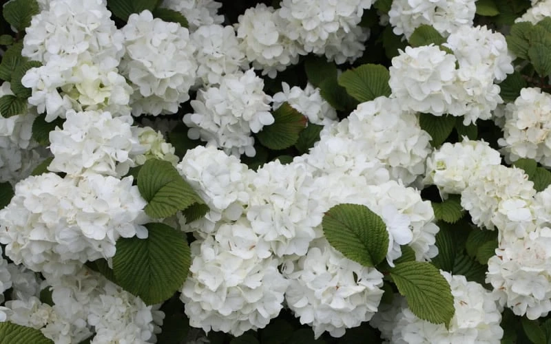 Popcorn Snowball Viburnum Bush - 3 Gallon Pot 7 Popcorn Snowball Viburnum Bush - 3 Gallon Pot - Image 5