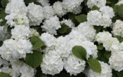 Popcorn Snowball Viburnum Bush - 1 Gallon Pot 11 Popcorn Snowball Viburnum Bush - 1 Gallon Pot -Garden Outdoor Plant Store Viburnum Popcorn 1