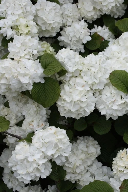 Popcorn Snowball Viburnum Bush - 1 Gallon Pot 3 Popcorn Snowball Viburnum Bush - 1 Gallon Pot