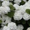 Popcorn Snowball Viburnum Bush - 3 Gallon Pot 1 Popcorn Snowball Viburnum Bush - 3 Gallon Pot -Garden Outdoor Plant Store Viburnum Popcorn 1 500x750 2