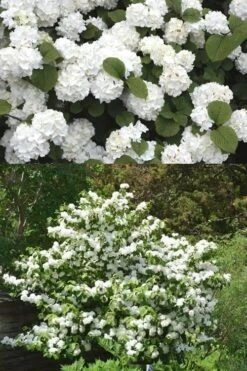 Popcorn Snowball Viburnum Bush - 3 Gallon Pot 10 Popcorn Snowball Viburnum Bush - 3 Gallon Pot -Garden Outdoor Plant Store Viburnum Popcorn 2 500x750 2