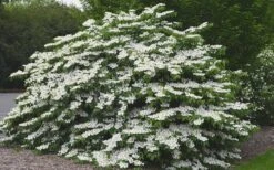 Shasta Doublefile Viburnum - 1 Gallon Pot 12 Shasta Doublefile Viburnum - 1 Gallon Pot -Garden Outdoor Plant Store Viburnum Shasta 5 1