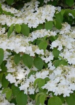 Shasta Doublefile Viburnum - 2 Gallon Pot -Garden Outdoor Plant Store Viburnum Shasta 6 3