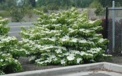 Shasta Doublefile Viburnum - 3 Gallon Pot -Garden Outdoor Plant Store Viburnum Shasta 8