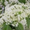 Snow Joey Viburnum - 3 Gallon Pot 2 Snow Joey Viburnum - 3 Gallon Pot -Garden Outdoor Plant Store Viburnum Snow Joey 1