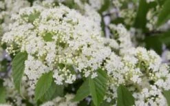 Snow Joey Viburnum - 3 Gallon Pot -Garden Outdoor Plant Store Viburnum Snow Joey 2