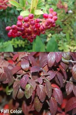 Snow Joey Viburnum - 3 Gallon Pot -Garden Outdoor Plant Store Viburnum Snow Joey 5