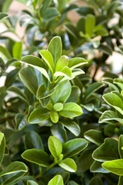 Sugar Cookie Sweet Viburnum - 3 Gallon Pot -Garden Outdoor Plant Store Viburnum Sugar Cookie 2