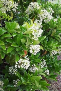 Sugar Cookie Sweet Viburnum - 3 Gallon Pot -Garden Outdoor Plant Store Viburnum Sugar Cookie 3