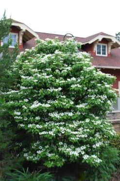 Summer Snowflake Viburnum - 1 Gallon Pot -Garden Outdoor Plant Store Viburnum Summer Snowflake 20 1