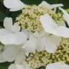 Summer Snowflake Viburnum - 3 Gallon Pot -Garden Outdoor Plant Store Viburnum Summer Snowflake 21