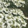 Summer Snowflake Viburnum - 6 Pack Of 1 Gallon Pots -Garden Outdoor Plant Store Viburnum Summer Snowflake 21 500x750 1
