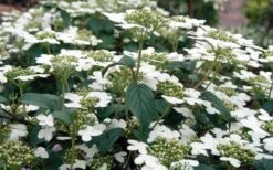 Summer Snowflake Viburnum - 6 Pack Of 1 Gallon Pots -Garden Outdoor Plant Store Viburnum Summer Snowflake 3