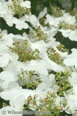 Summer Snowflake Viburnum - 6 Pack Of 1 Gallon Pots -Garden Outdoor Plant Store Viburnum Summer Snowflake 31