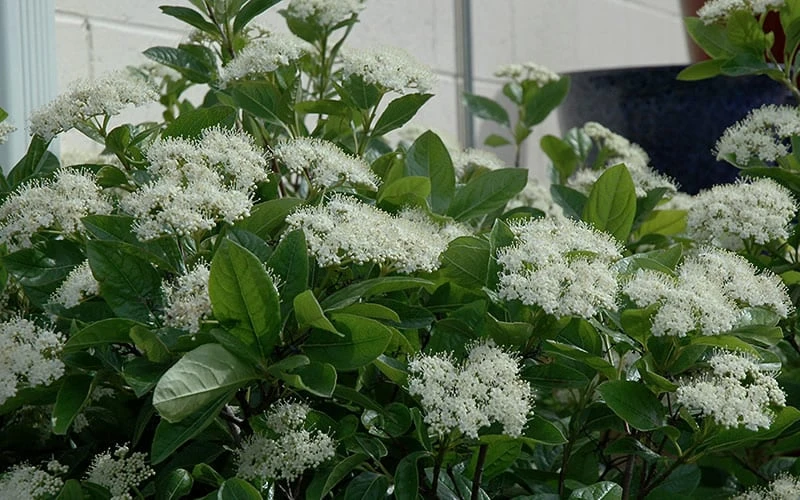 Winterthur Viburnum - 3 Gallon Pot 6 Winterthur Viburnum - 3 Gallon Pot - Image 4