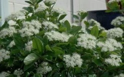 Winterthur Viburnum - 1 Gallon Pot -Garden Outdoor Plant Store Viburnum Winterthur 11