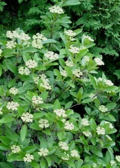 Winterthur Viburnum - 1 Gallon Pot -Garden Outdoor Plant Store Viburnum Winterthur 7