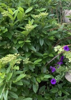 Winterthur Viburnum - 1 Gallon Pot -Garden Outdoor Plant Store Viburnum Winterthur 9